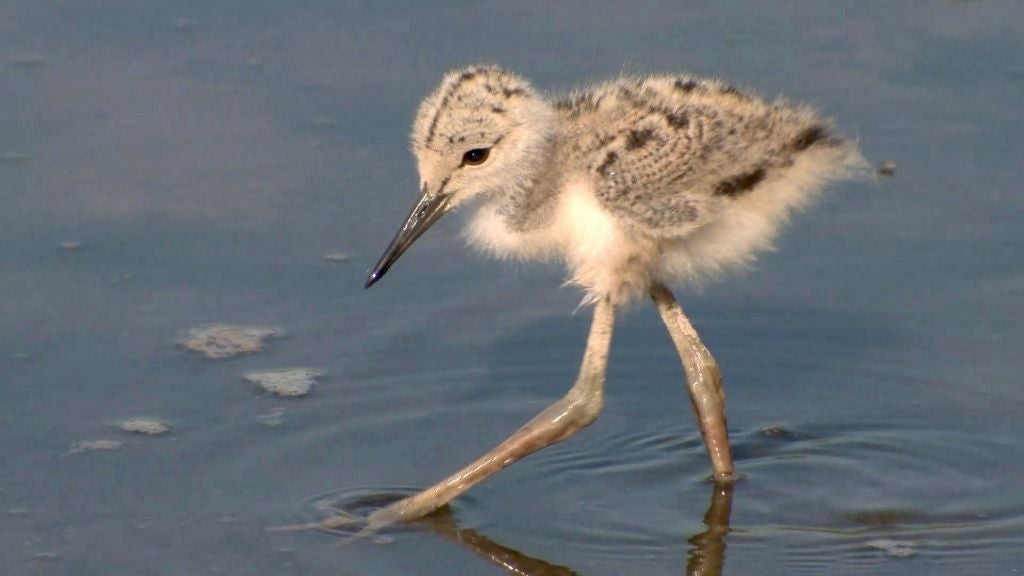 À Punt estrena 'Mirada salvatge', una sèrie documental sobre la riquesa natural del País Valencià