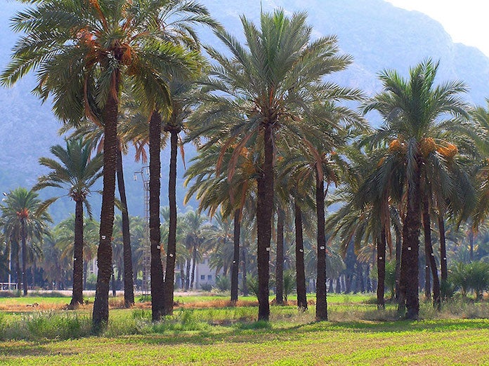 El Palmerar d'Oriola 