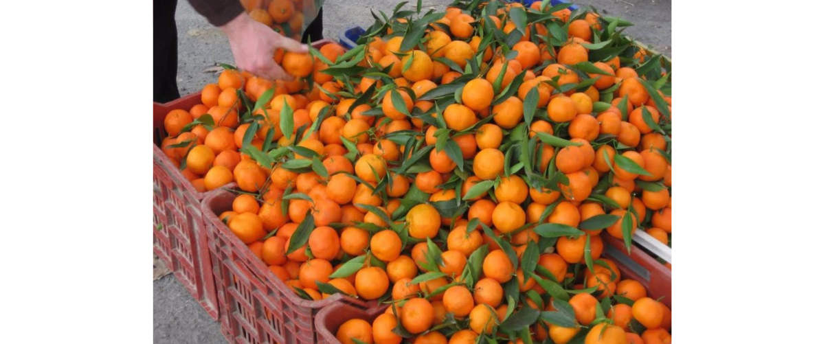Cítrics procedents de Turquia | La Unió