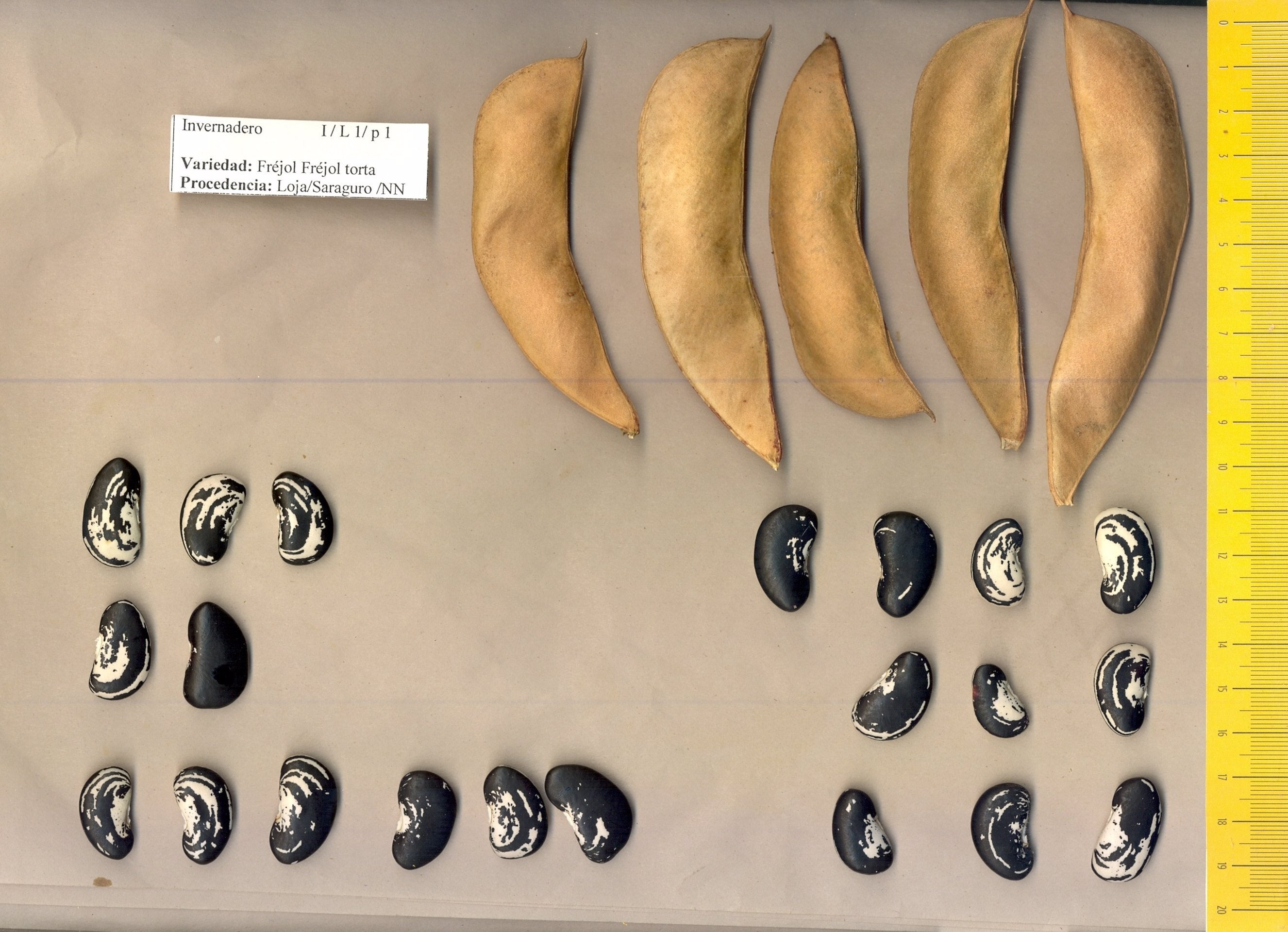 Investigadors de la UPV avaluen efectes del canvi climàtic amb varietats del garrofó i la bajoca