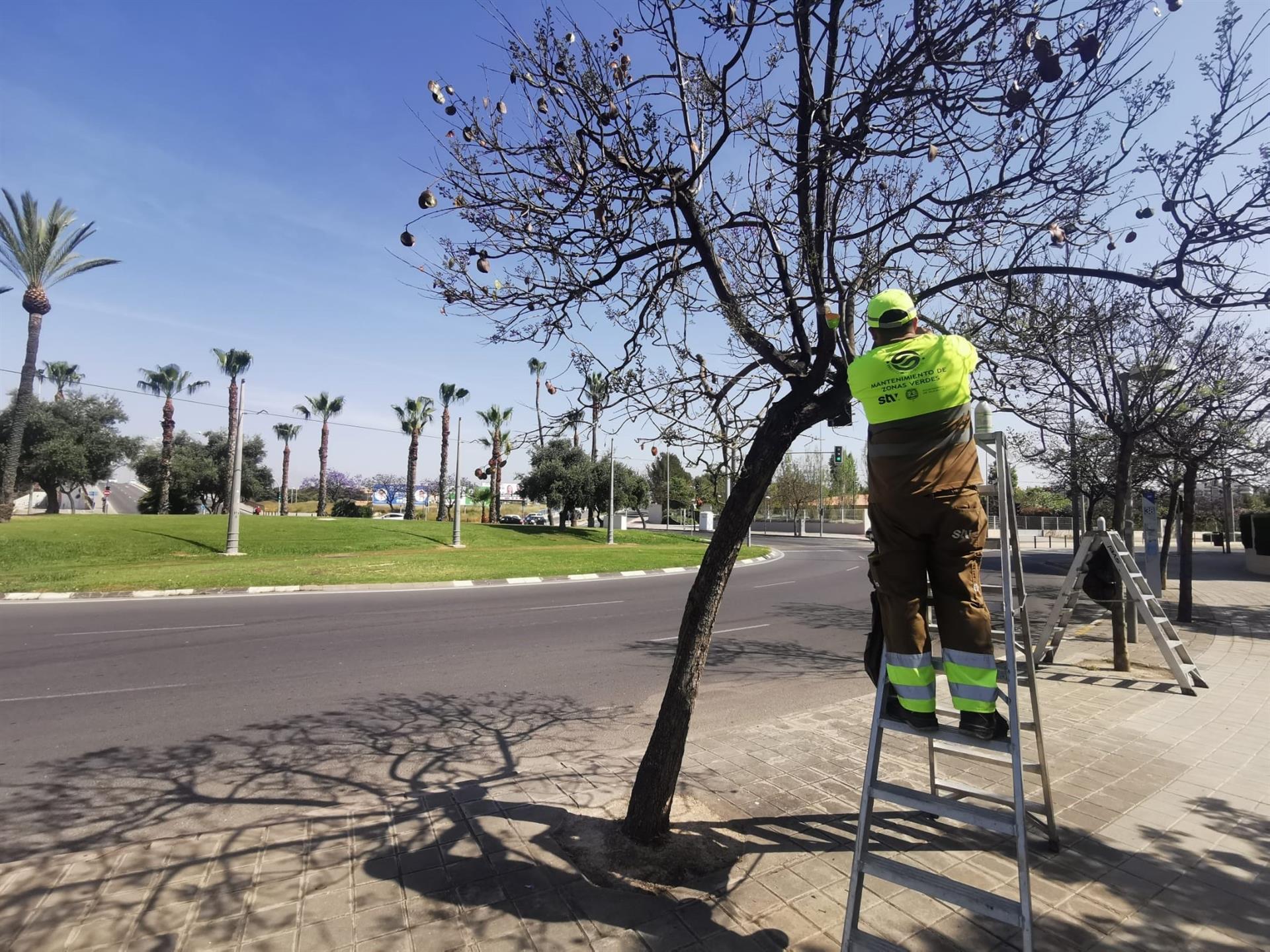 Alacant inicia la campanya de control biològic de plagues per la pujada de temperatures