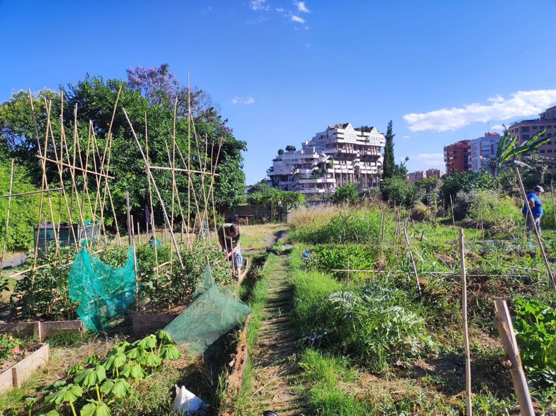 Imatge d'un hort urbà al barri de Benimaclet