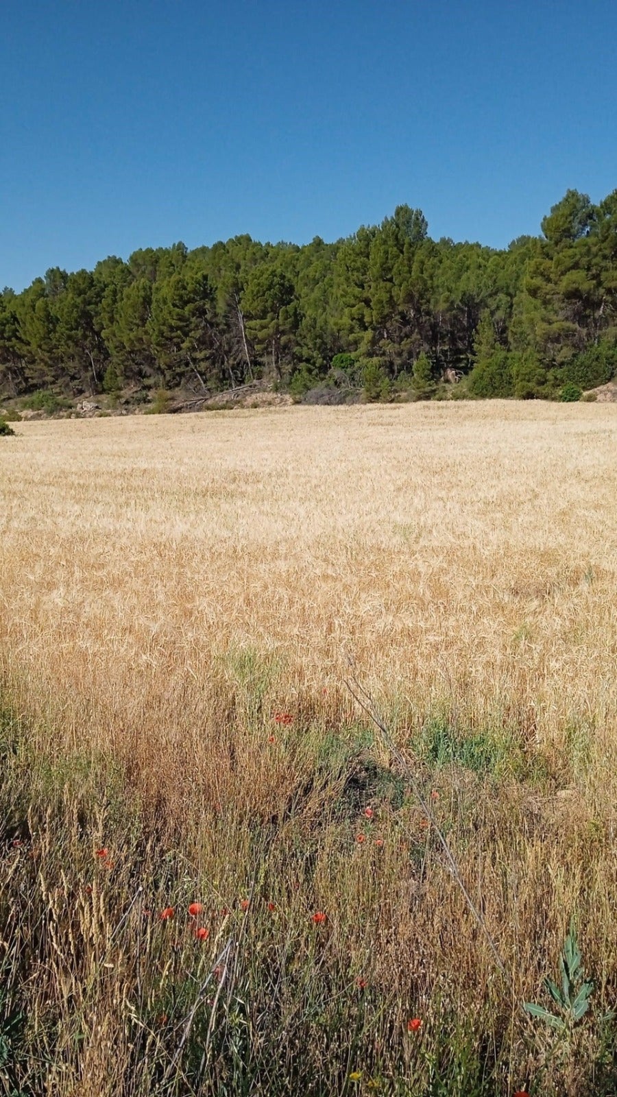 La Unió alerta que les altes temperatures de maig provocaran la pèrdua del 25% de les collites de cereals al País Valencià