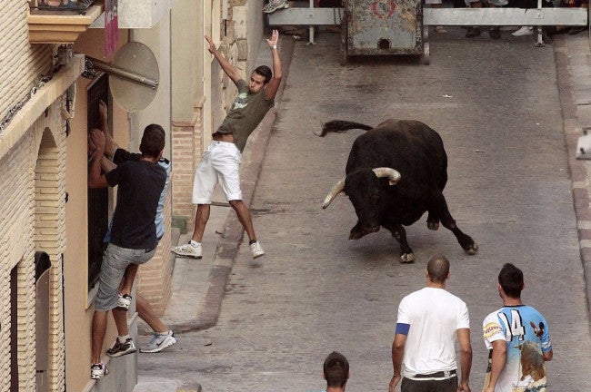 Mulet pregunta al govern espanyol què farà per evitar successos com el del xiquet ferit greu per cornades de vaca