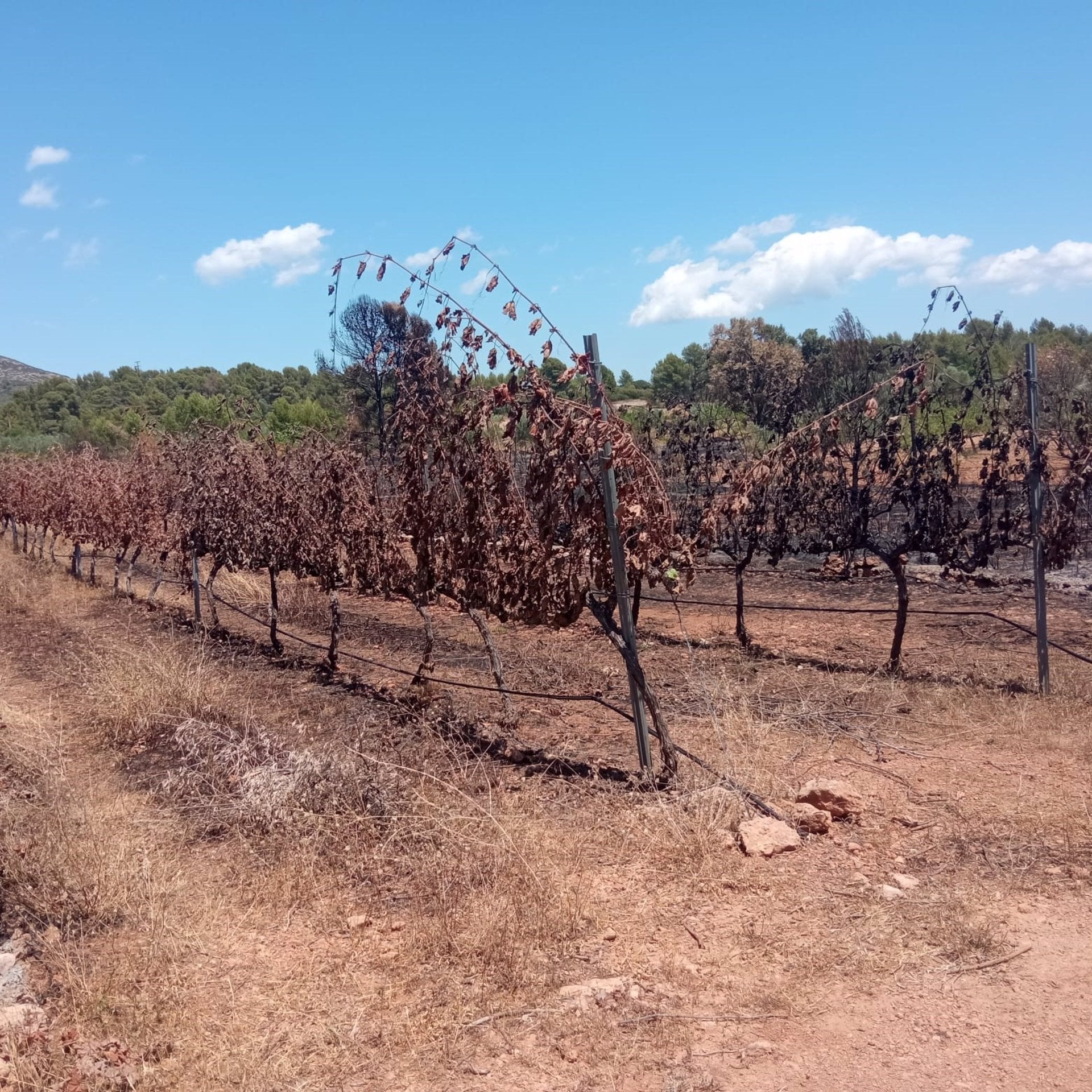 La Unió demana depurar responsabilitats per l’incendi de Caudiel