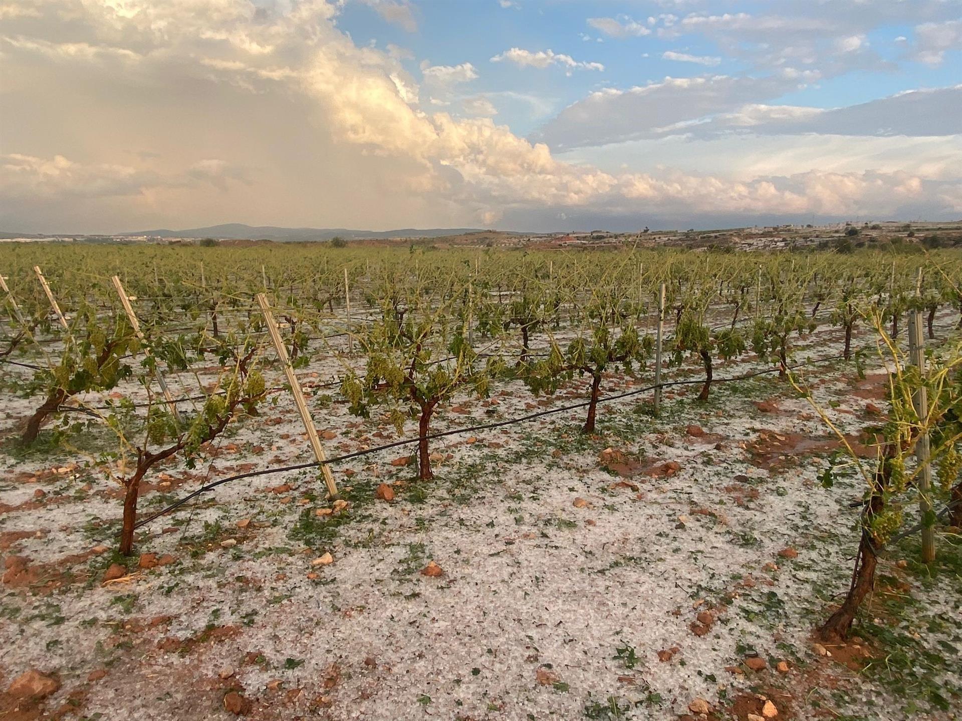 El graníssol afecta entre 6.000 i 9.000 hectàrees a la Plana d’Utie -Requena