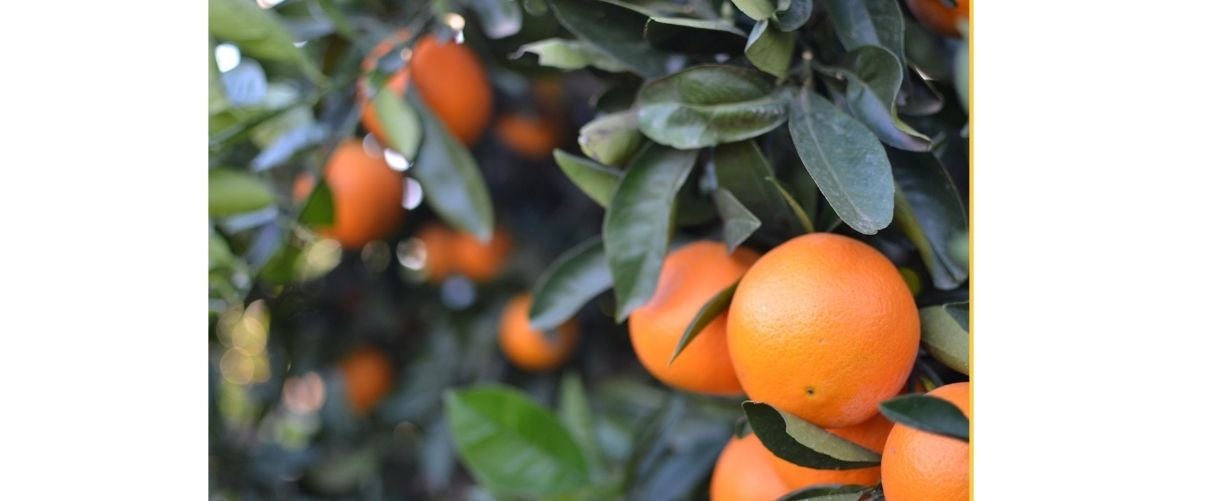 AVA-ASAJA i LA UNIÓ reclamen a Mollà mesures urgents davant la crisi de preus del sector agropecuari