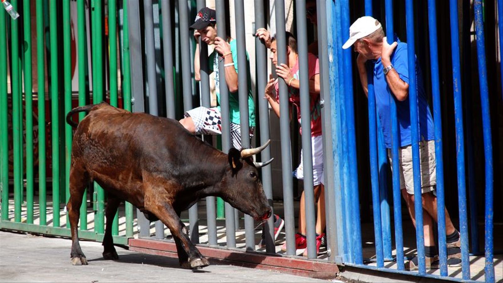 Un nou ferit greu per l’enganxada d’una vaqueta a la pedania alacantina del Moralet