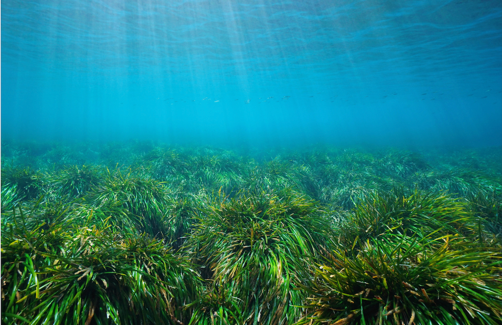 Praderia de posidònia oceànica | DLV arxiu