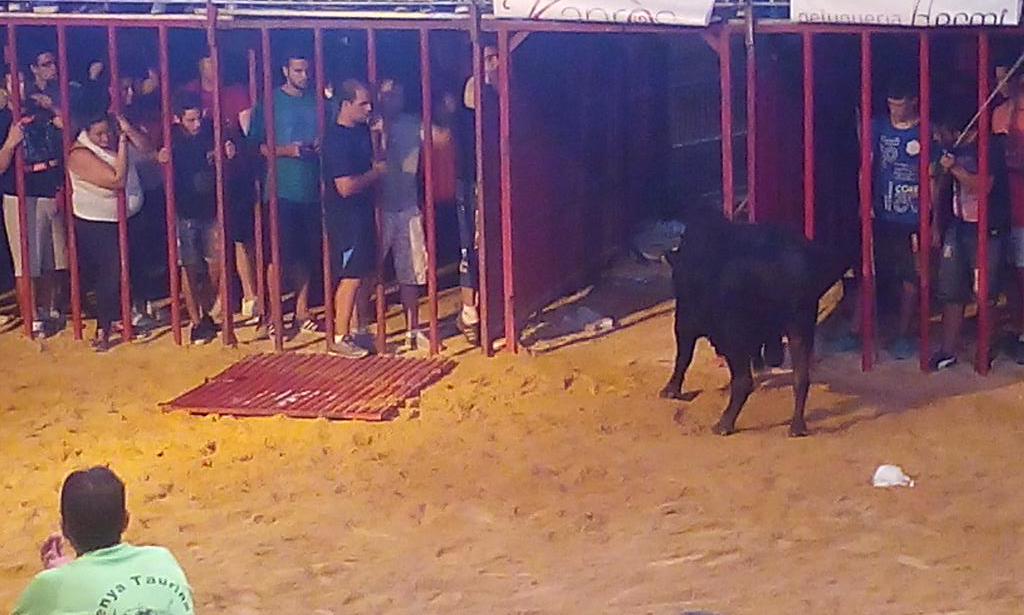 Festivitat taurina celebrada a Alcàsser (Horta Sud) l'any 2015