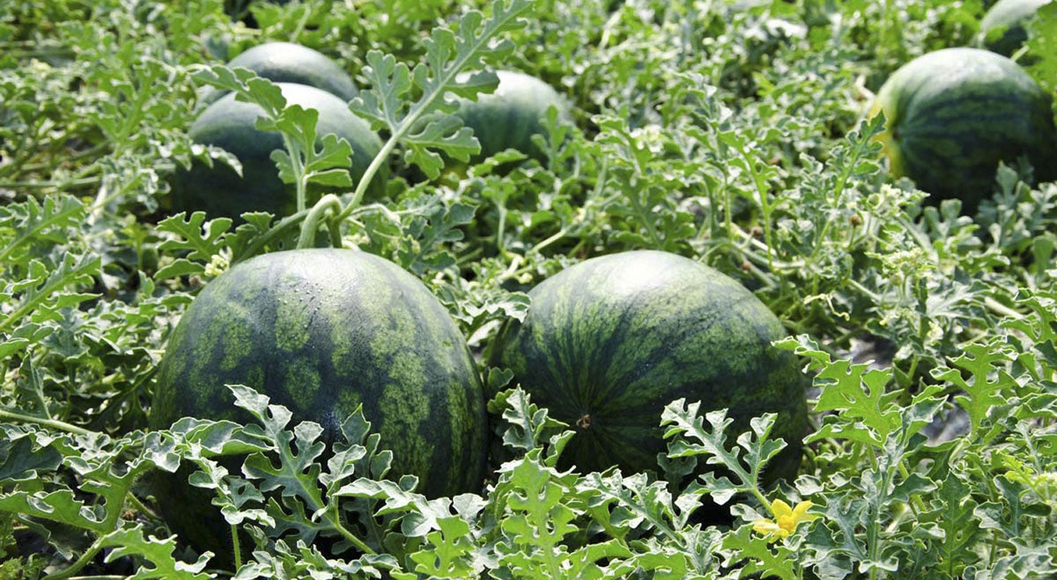 Descobertes set persones mentre intentaven robar una trentena de melons d’alger a Alboraia