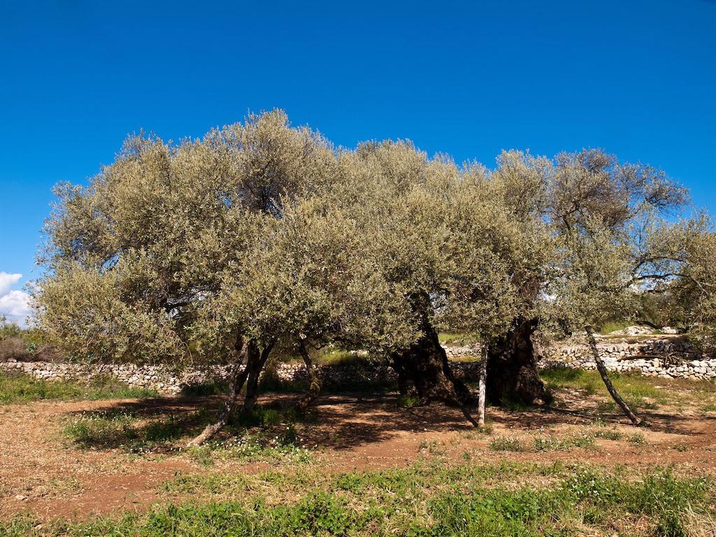 La Unió preveu un descens del 75% en la collita d’olives d’aquesta campanya respecte a l’anterior