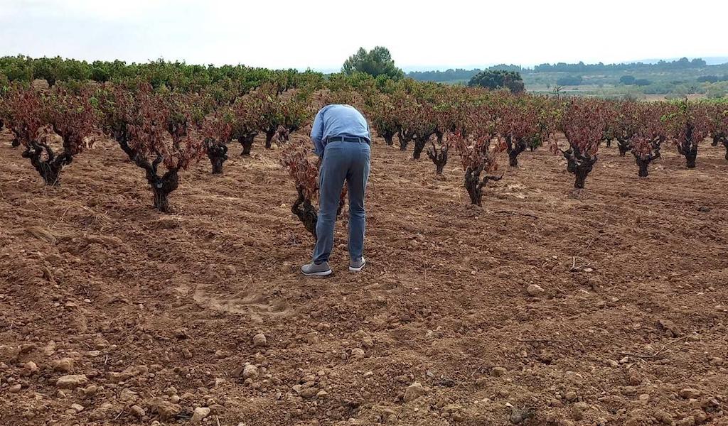 La Unió calcula que el foc de Venta del Moro va danyar 230 hectàrees de cultiu més les forestals