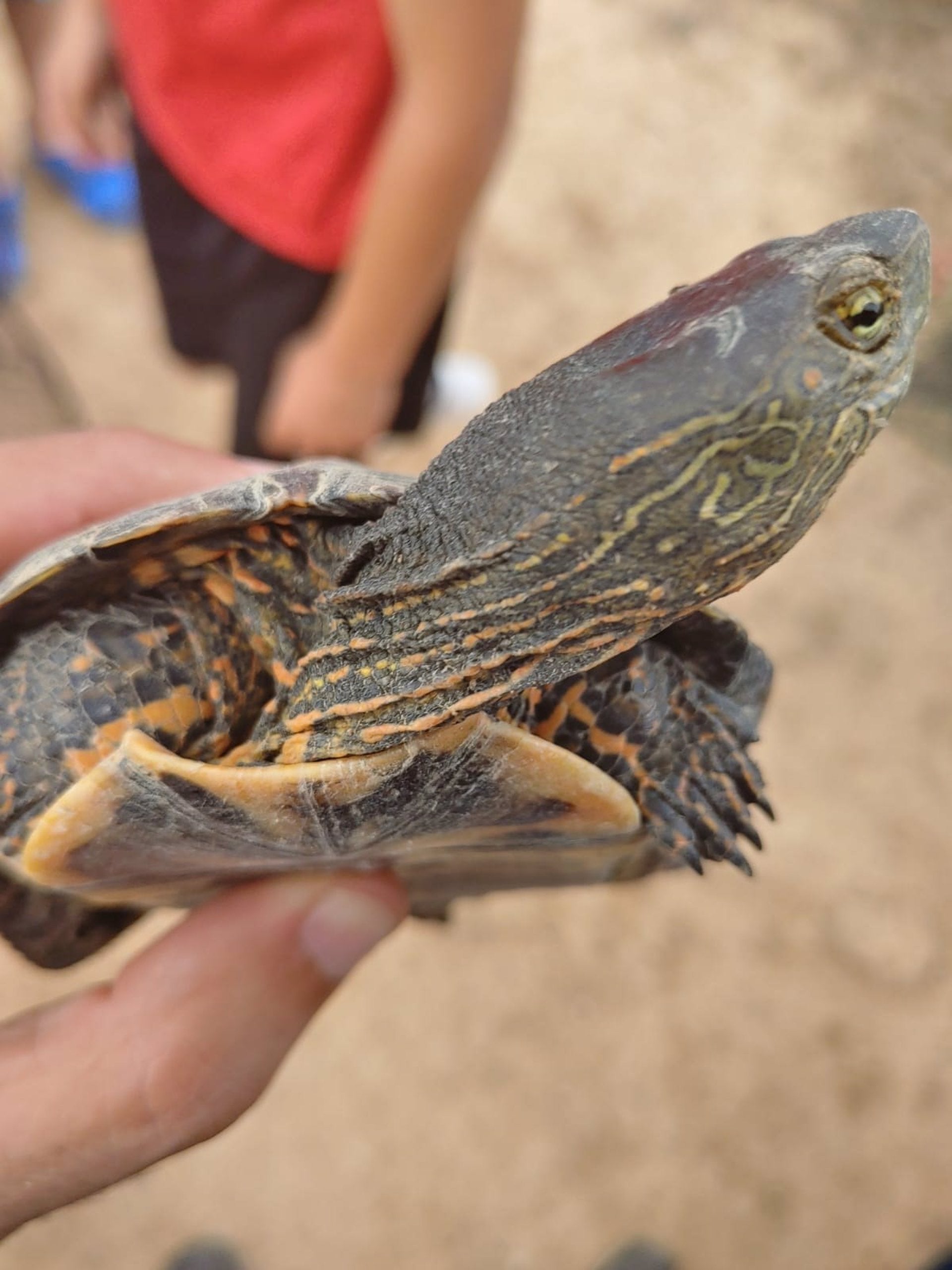 Localitzen 245 tortugues d’aigua ibèriques a les llacunes de Montserrat, el doble que al 2019