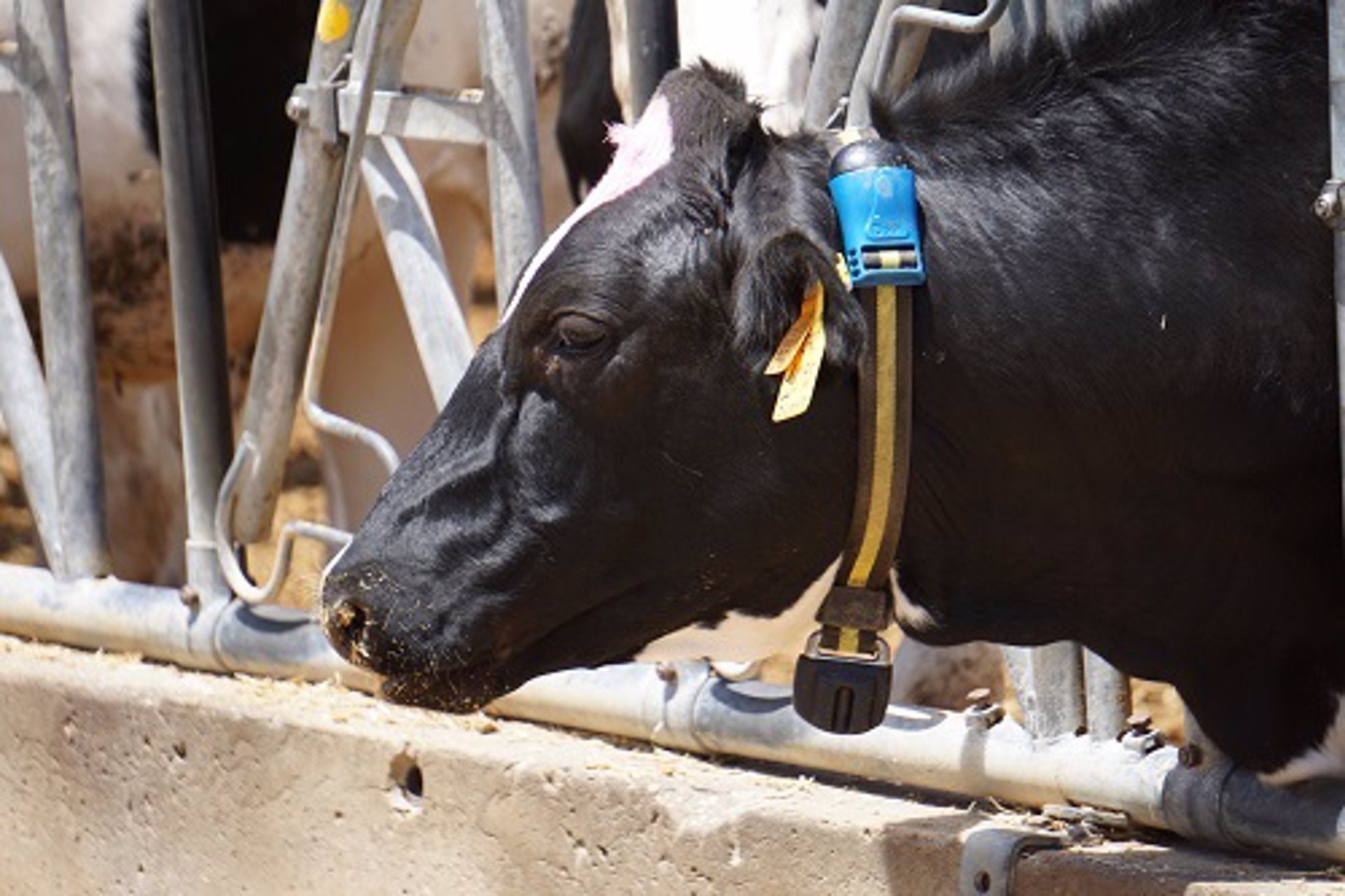 La UPV desenvolupa algoritmes matemàtics per a reduir les emissions de l’efecte hivernacle de la ramaderia