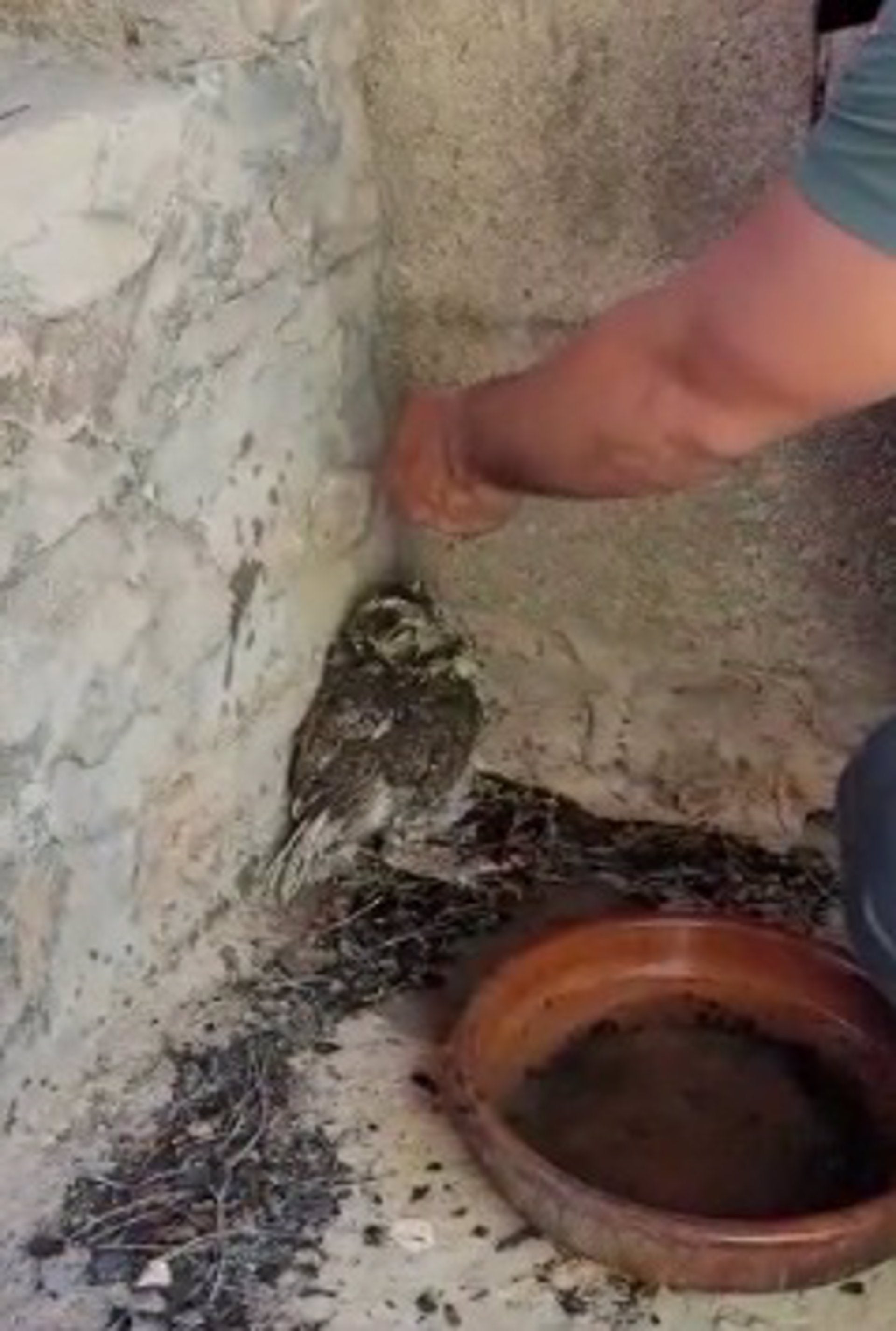 Mussol rescatat a Toràs (Alt Palància)