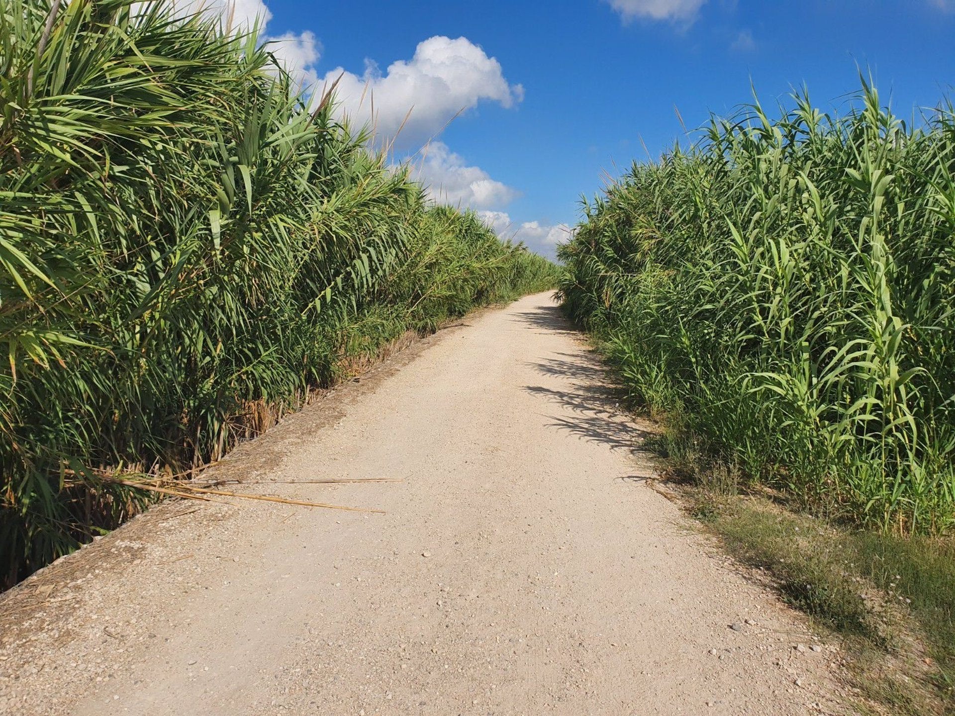 L’Ajuntament de Sueca demana a la Confederació Hidrogràfica retirar la canya invasora dels marges del riu