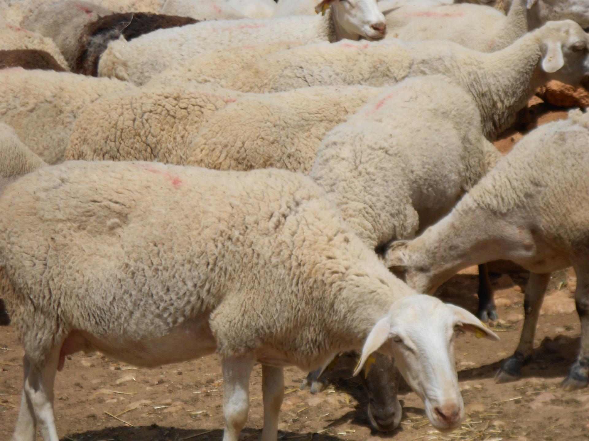 La Conselleria d’Agricultura subvenciona la ramaderia extensiva per a prevenir incendis