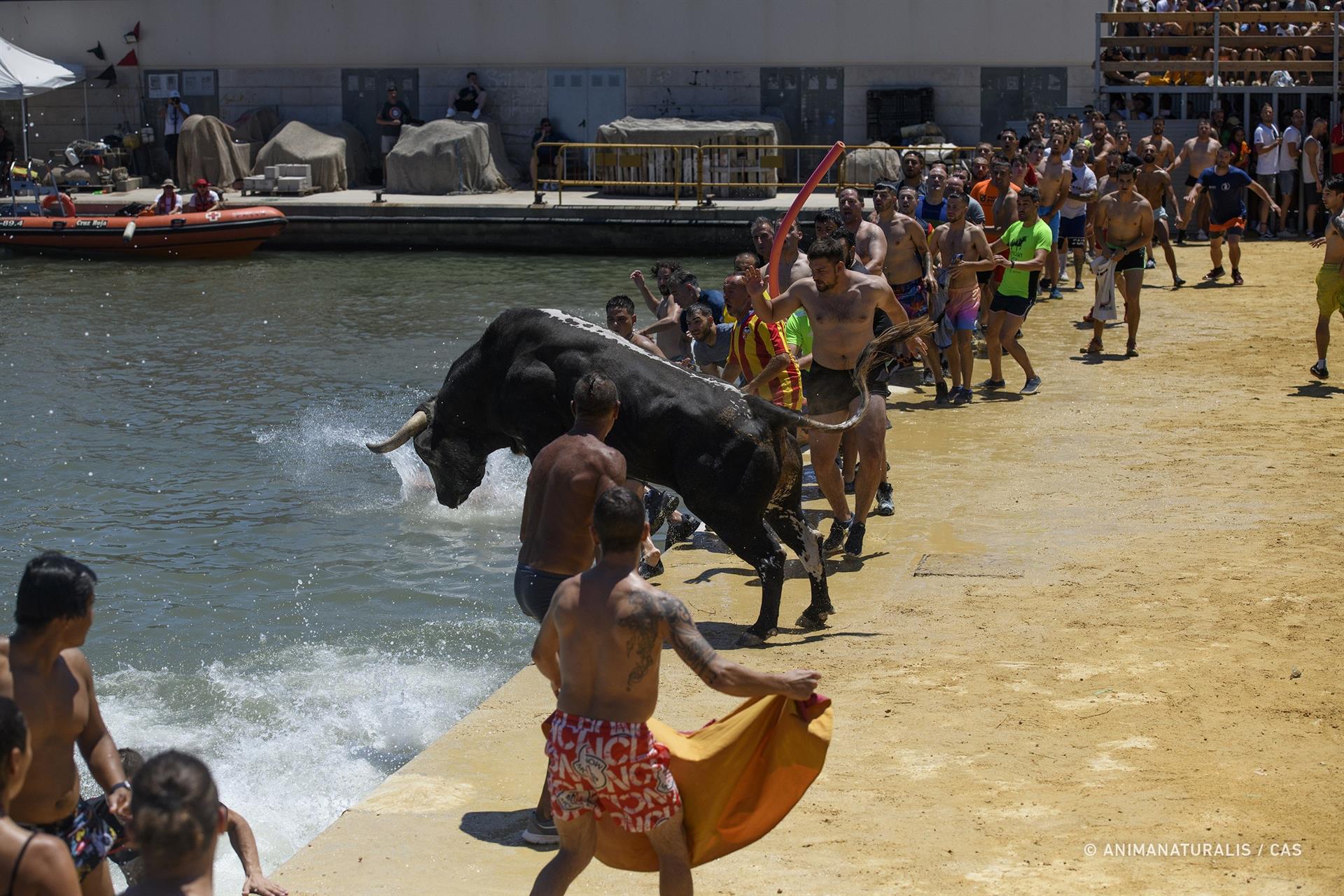 Bous a la mar de Dénia (Marina Alta)