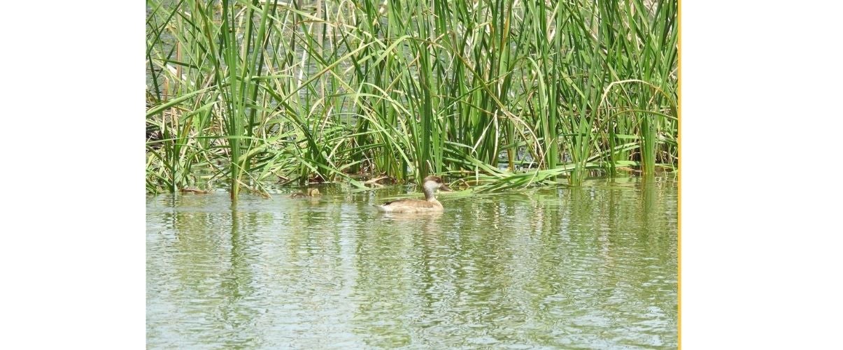 Ànec en l'Albufera