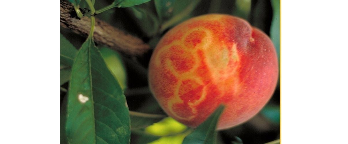 La Unió denúncia que la fruita d’estiu pot arribar a ser «testimonial» amb els continus descensos de collita