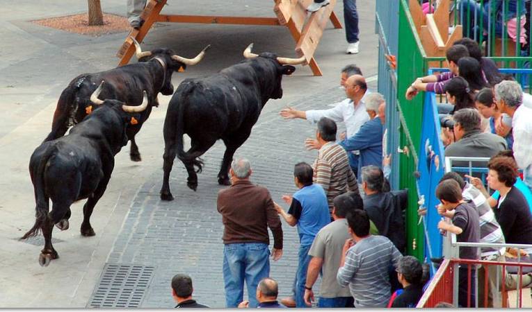 Bous al carrer | Arxiu DLV