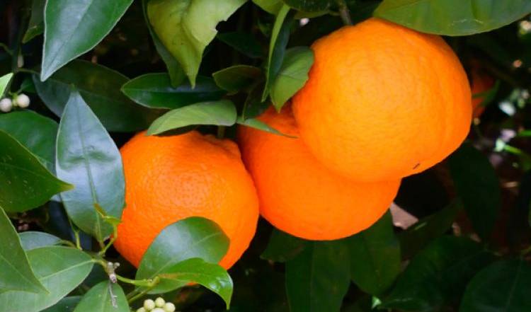 La Fira de la Taronja de Castelló de la Plana inclourà un calendari de varietats