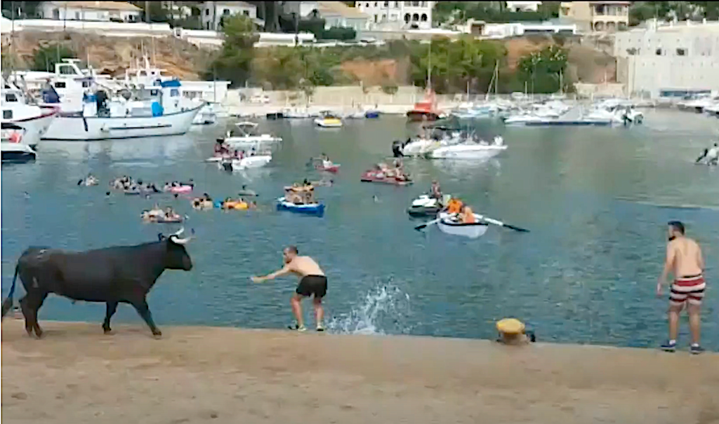 Un home resulta ferit greu per una cornada de bou a Xàbia