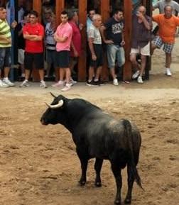 Festivitat taurina a Alcàsser (Horta Sud)