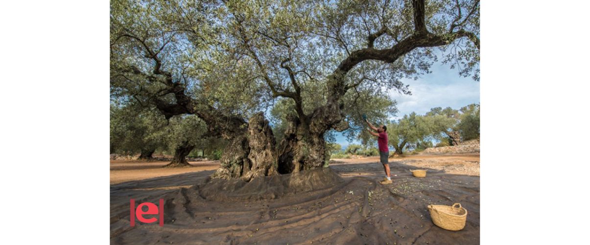 Una ruta per a conéixer les oliveres mil·lenàries del Maestrat