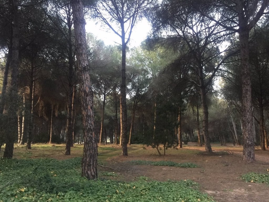 El clima del passat determina la distribució actual dels boscos àrids a escala mundial