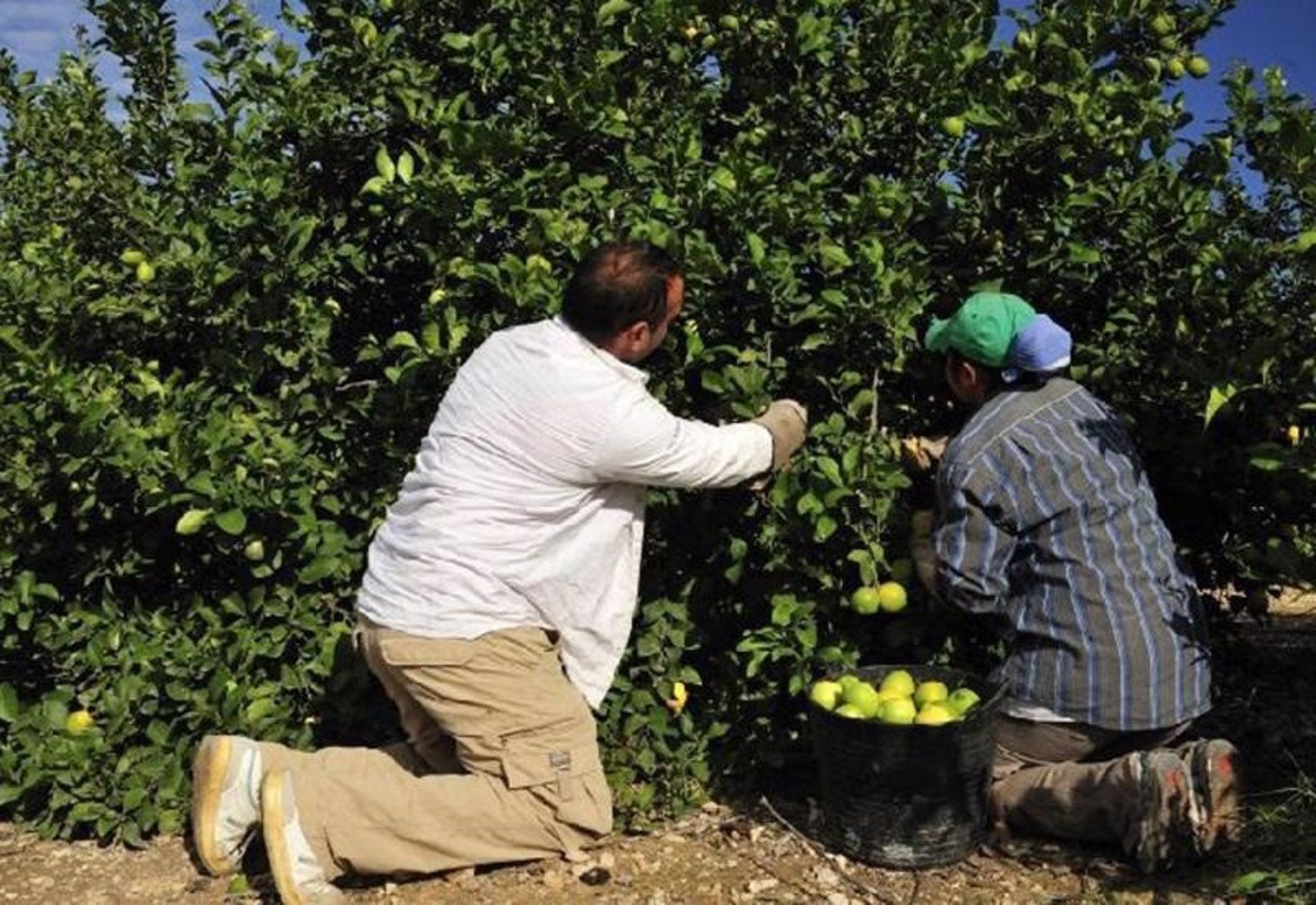 La Unió insta la UE a exigir estàndards fitosanitaris a les importacions i destaca el rebuig als productes turcs