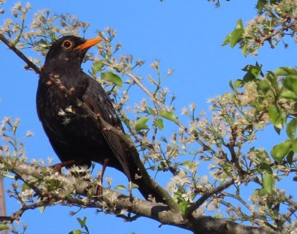 La merla (Turdus merula) es un dels ocells que es veuen més afectats per la substitució de la gespa natural | Víctor González | UV