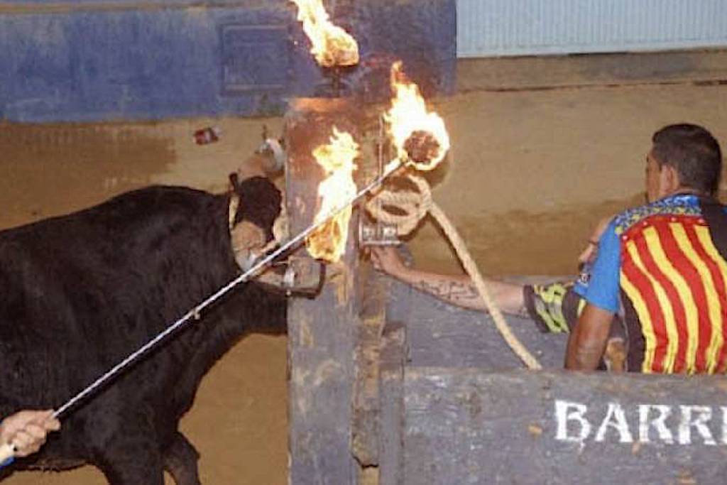 La plataforma antitaurina d’Alfafar fa balanç dels tràgics bous al carrer d’aquest estiu