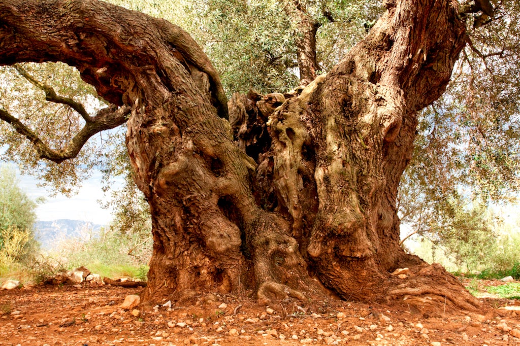 Tronc de més de 7 metres de l'olivera «Mil·lènia» de Godall, escollida millor olivera monumental de l'Estat 2021