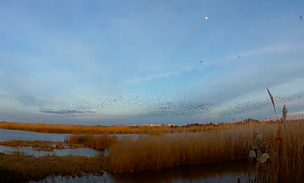 El Tancat de la Pipa, a l’Albufera