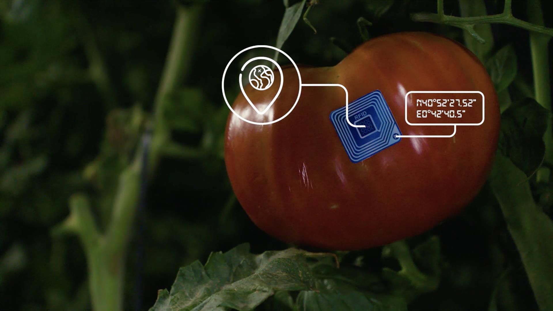 En dues hores, de l’horta del Perelló a la cistella de la compra: presenten «la tomaca més ràpida del món»