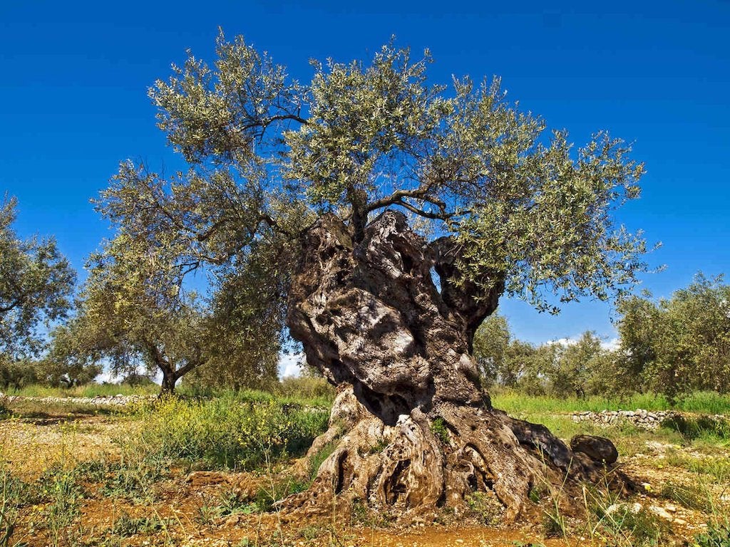 La Unió de Llauradora reclama a Agricultura que actualitze el catàleg d’arbres monumentals i singulars