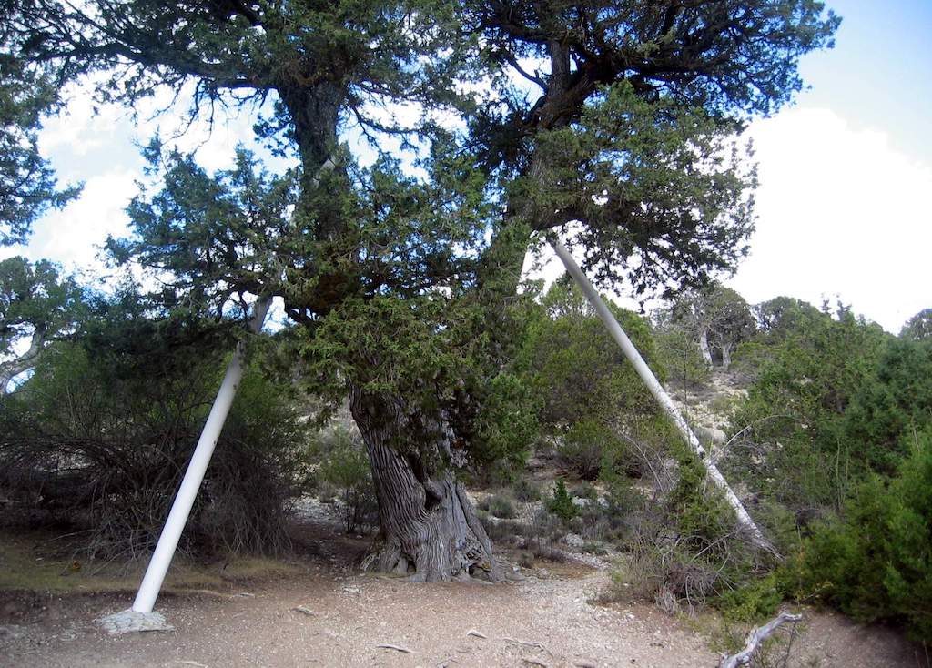 Les savines centenàries de la Pobla de Sant Miquel
