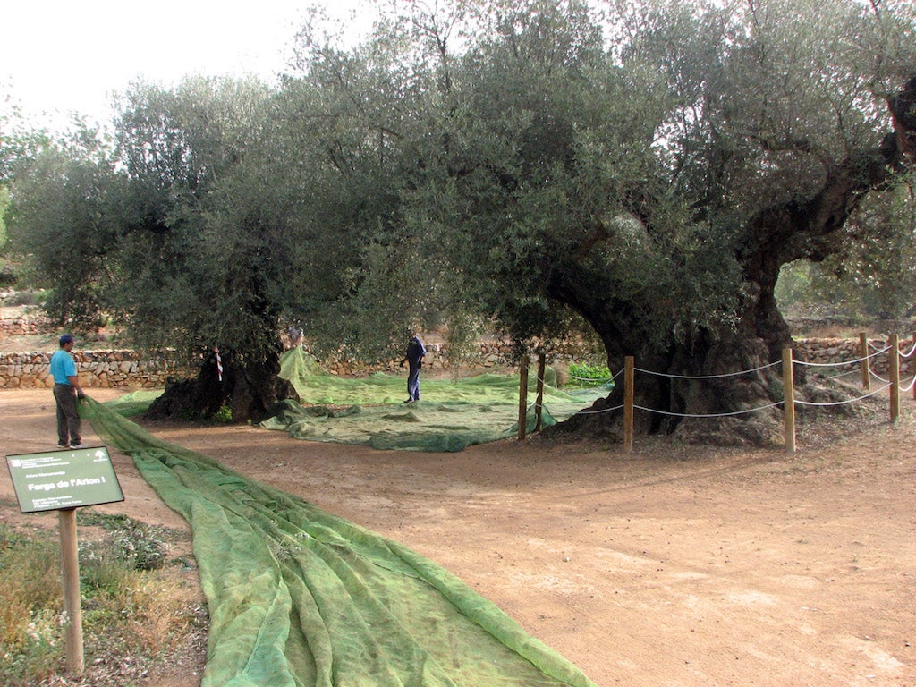 Oliveres mil·lenàries de la finca d'Arión, Ulldecona  | ACN