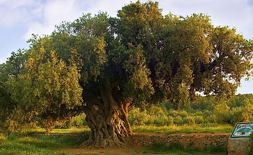 L’olivera Morruda, a Sogorb