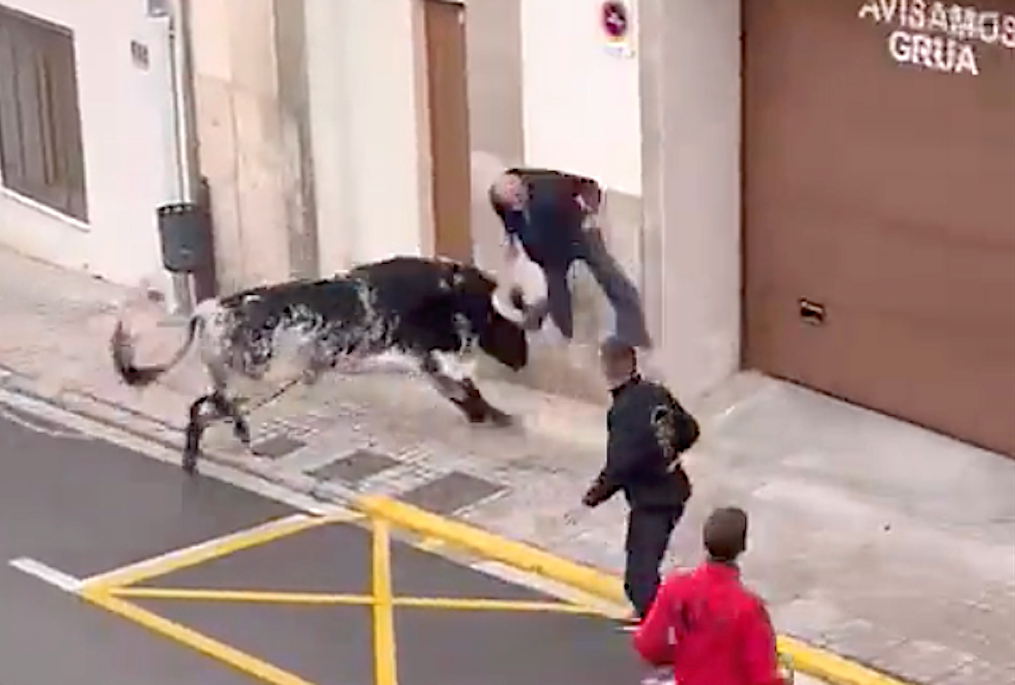 El bou en corda d’Ontinyent envesteix un home de 82 anys, que ha hagut de ser hospitalitzat [Vídeo]