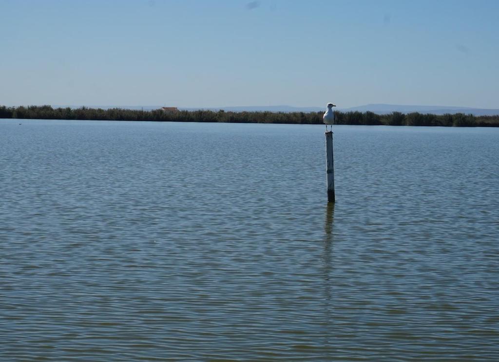 Associacions ecologistes denuncien que la modernització de regadius afecta l’Albufera i el Xúquer