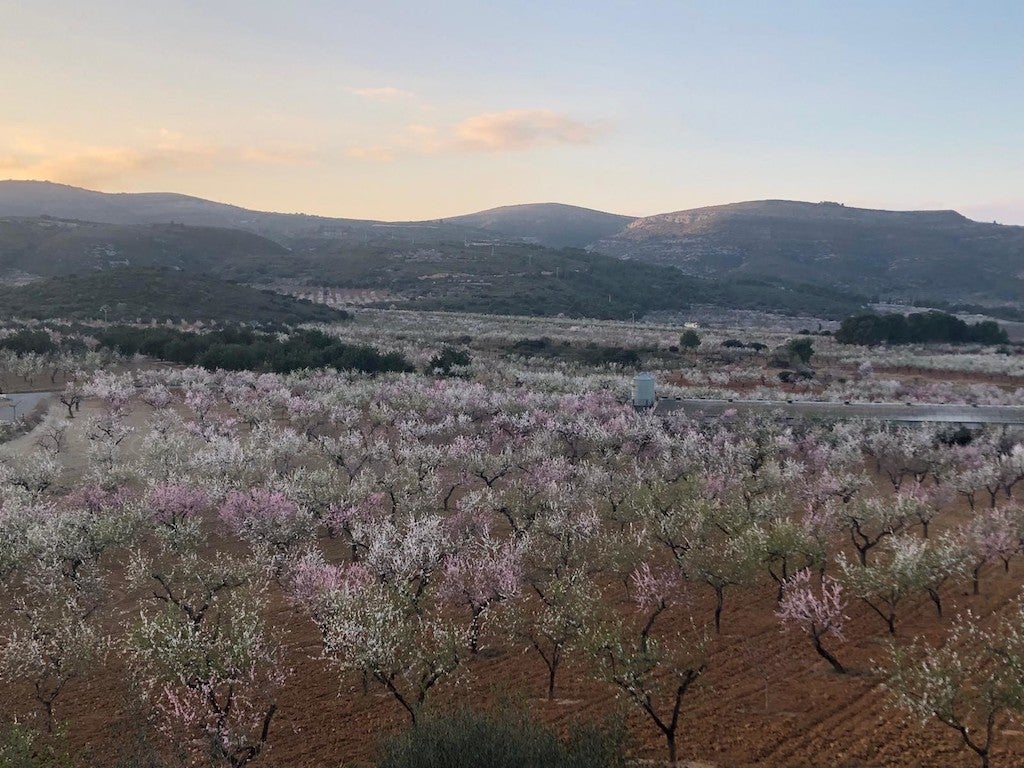 Terrenys on està projectada la macroplanta fotovoltaica MAGDA a les Coves de Vinromà