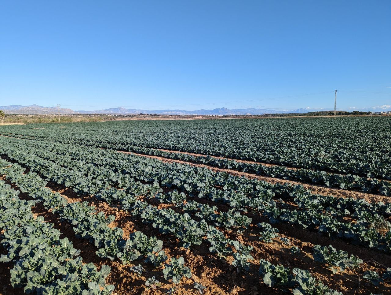 Camps de cultiu a Bassars (Santa Pola, Baix Vinalopó)