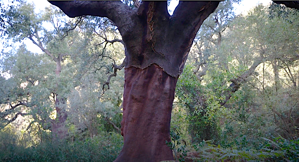 Amics de la Serra d’Espadà llança una campanya per recuperar la finca de la Mosquera [Vídeo]