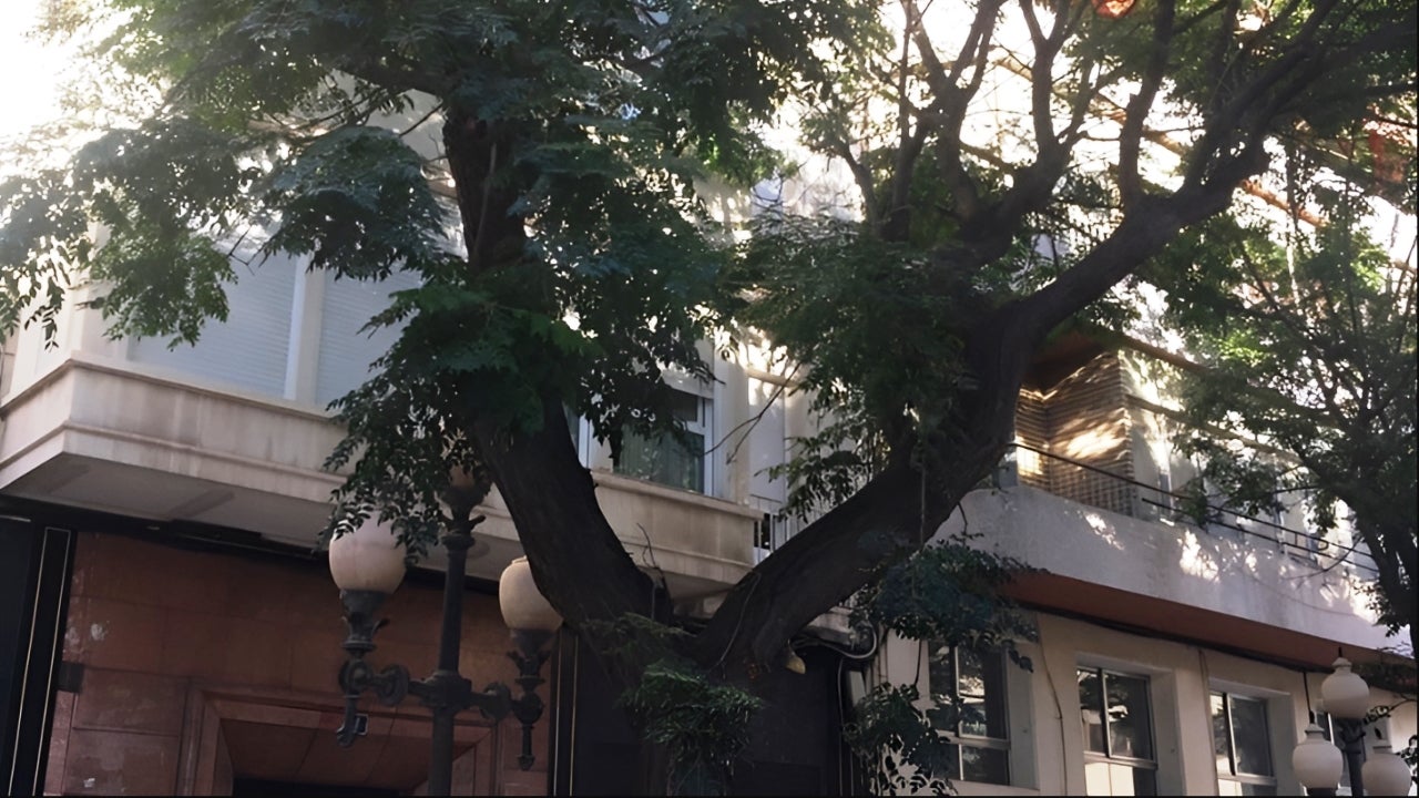 Alacant protesta contra la retirada de les mèlies de l’avinguda de la Constitució