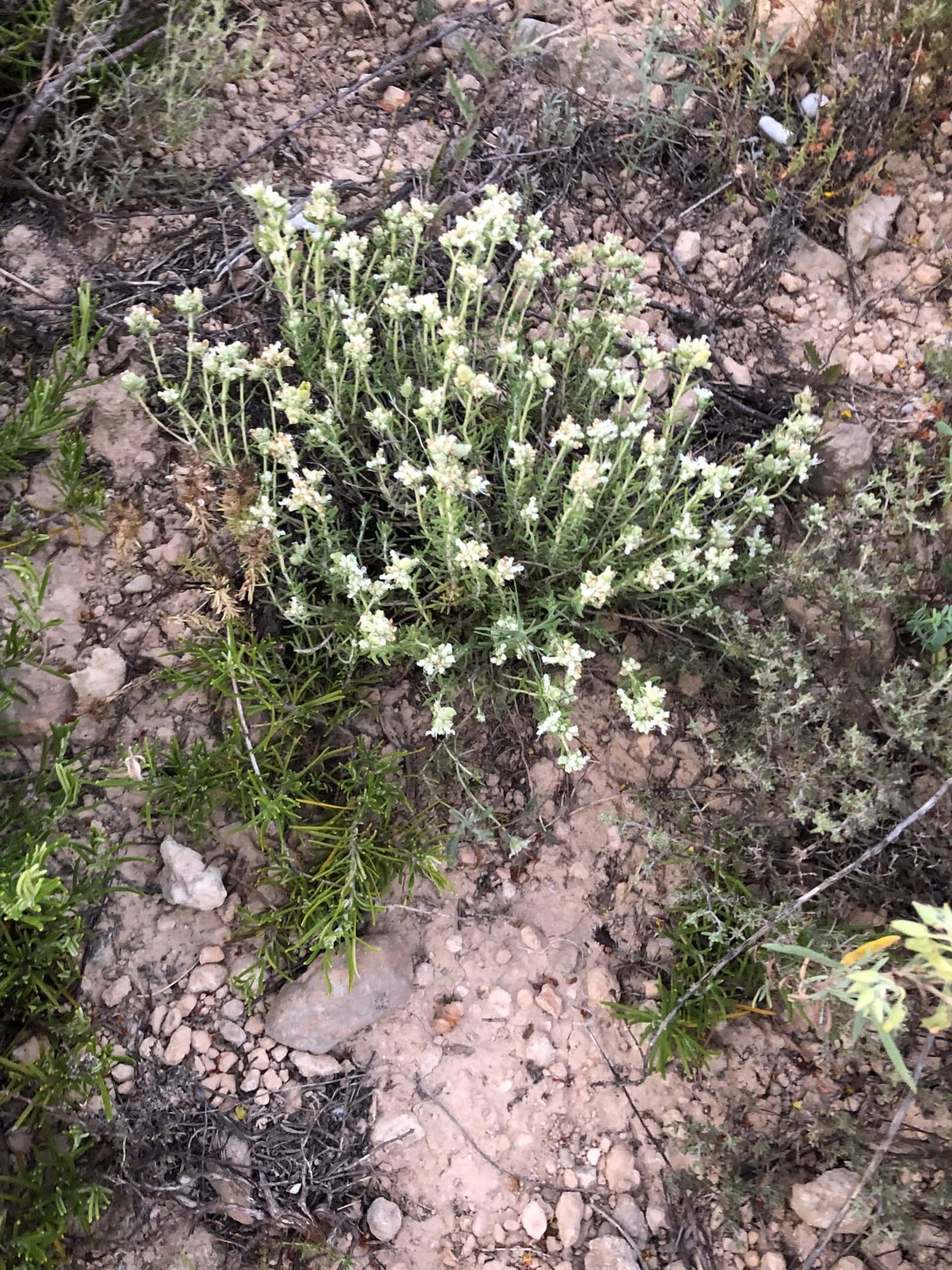 Població de teucrium edetanum