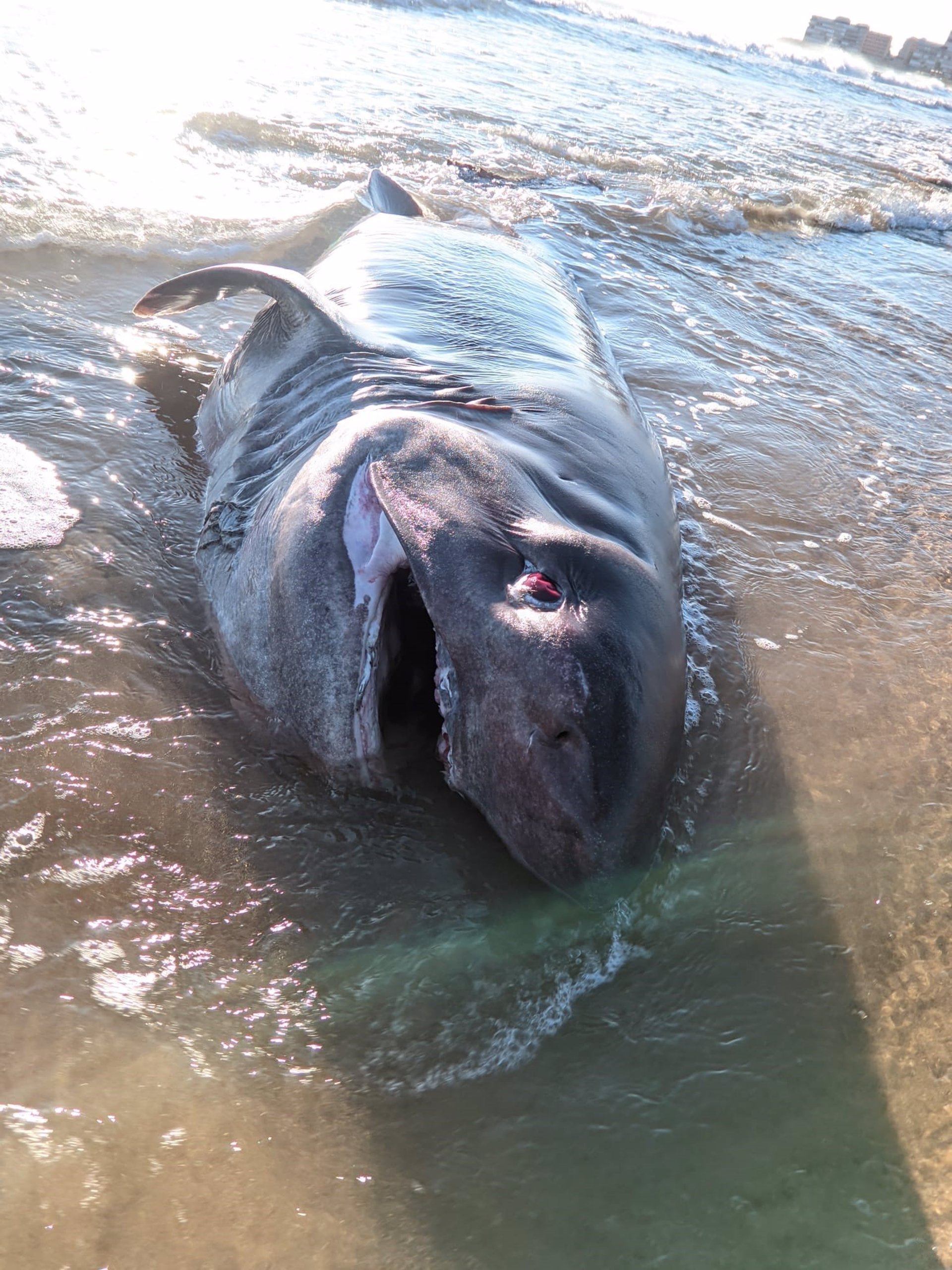 Apareix mort un tauró de 500 quilos a Torrevella