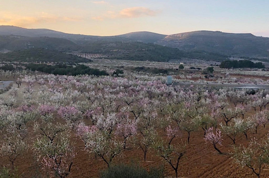 Magda, la macroplanta fotovoltaica que arrasaria amb l’agricultura de les comarques del nord del País Valencià